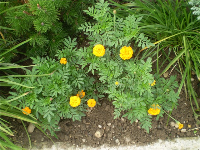 kadifica